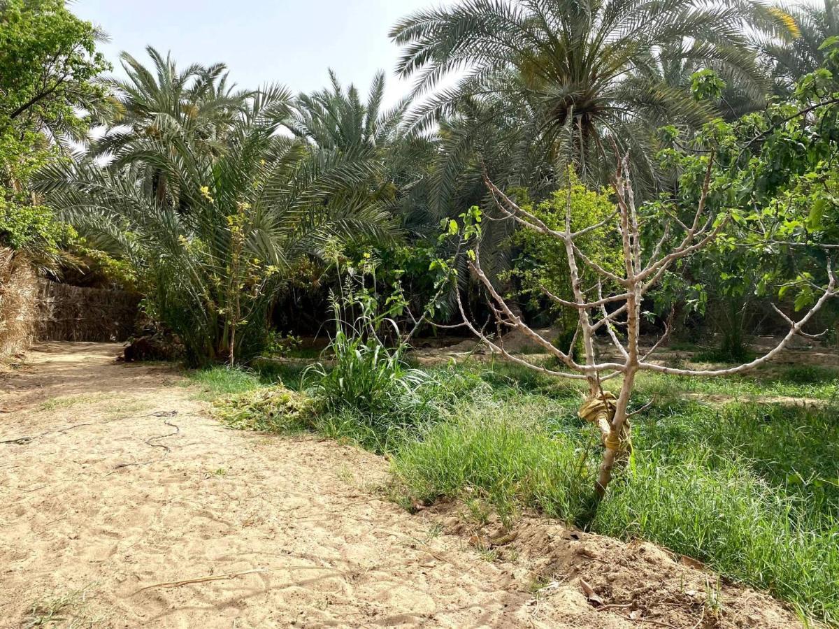 Forest Camp Siwa - كامب الغابة シワ・オアシス エクステリア 写真