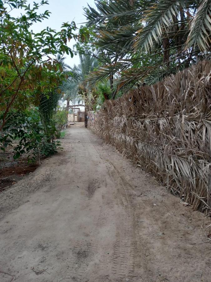 Forest Camp Siwa - كامب الغابة シワ・オアシス エクステリア 写真