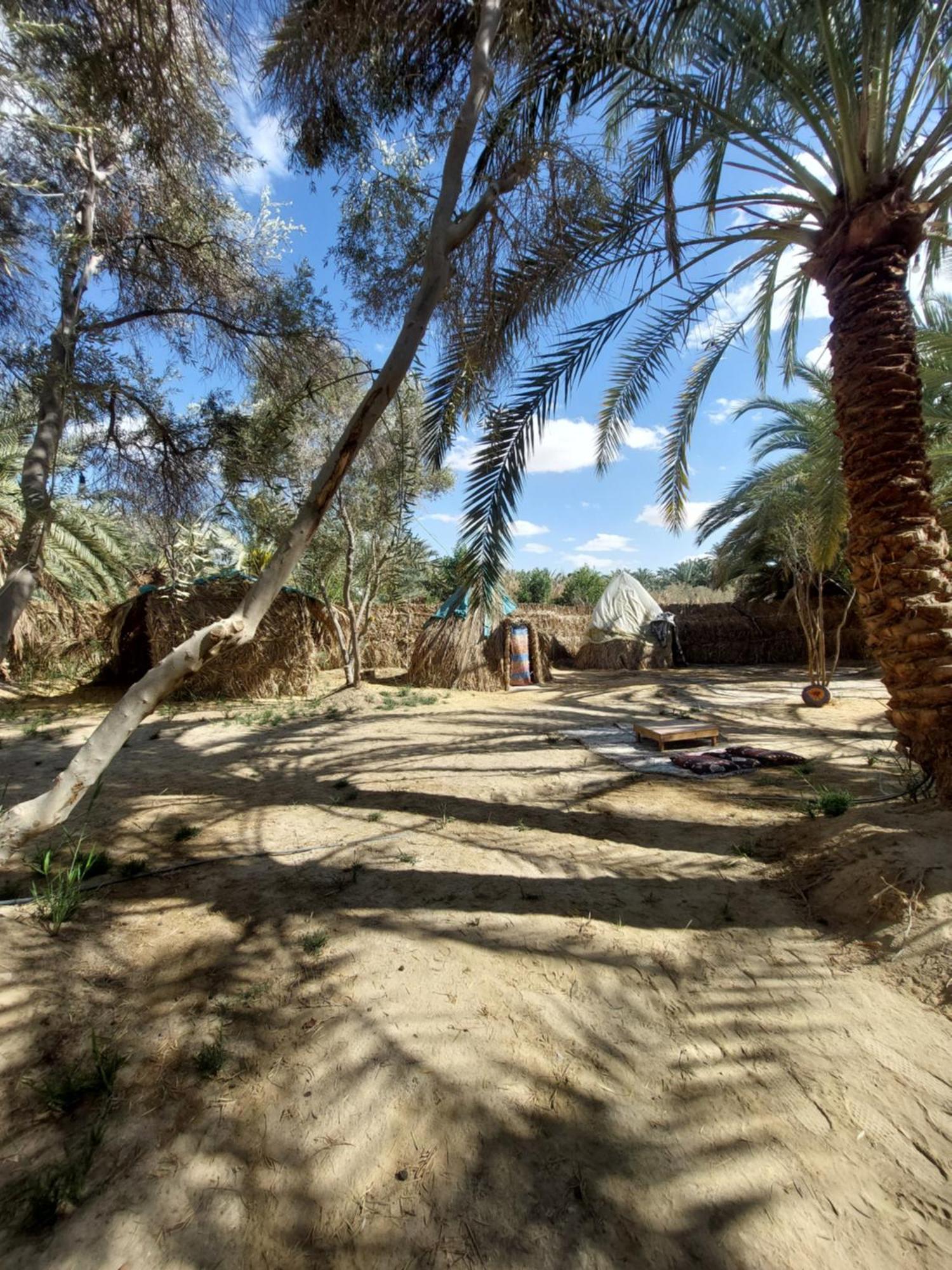 Forest Camp Siwa - كامب الغابة シワ・オアシス エクステリア 写真