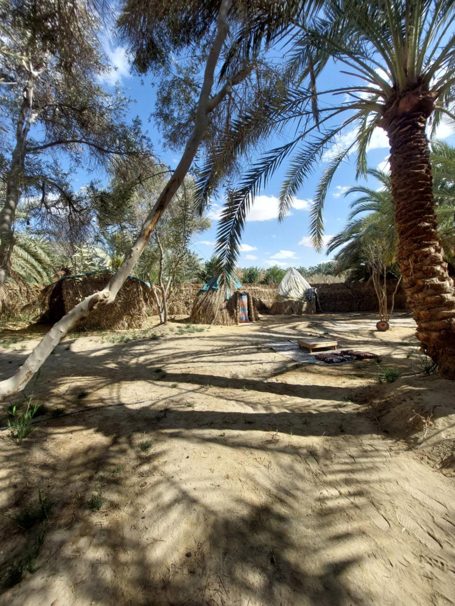 Forest Camp Siwa - كامب الغابة シワ・オアシス エクステリア 写真