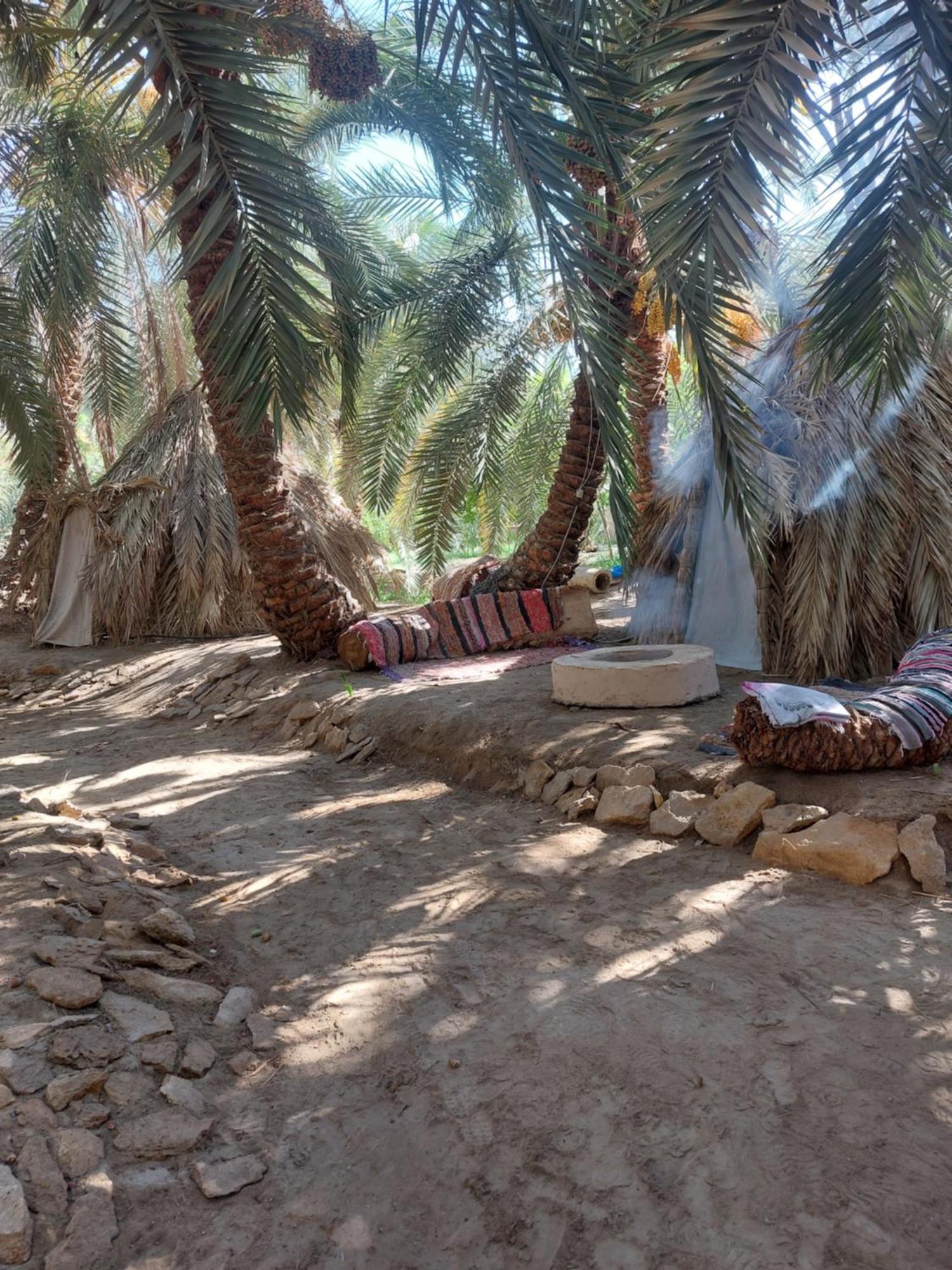 Forest Camp Siwa - كامب الغابة シワ・オアシス エクステリア 写真