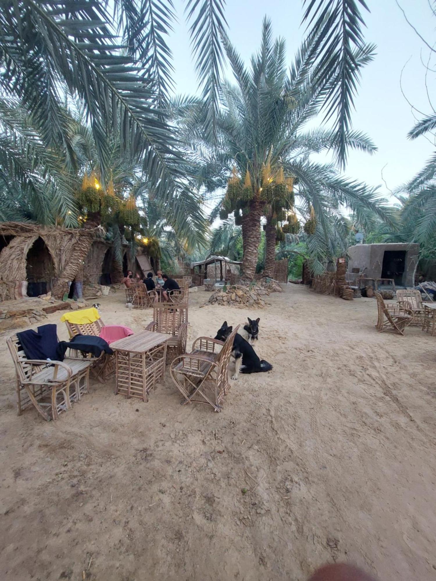 Forest Camp Siwa - كامب الغابة シワ・オアシス エクステリア 写真